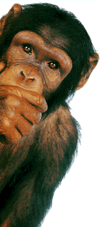 monkey